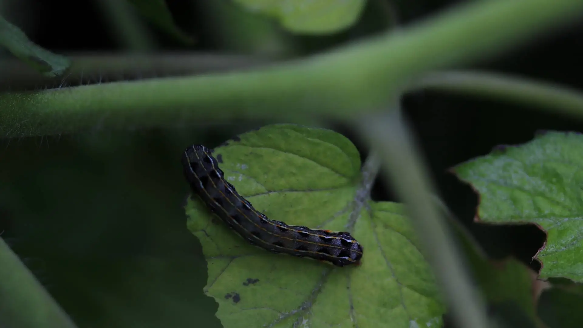 Army Worm Eggs