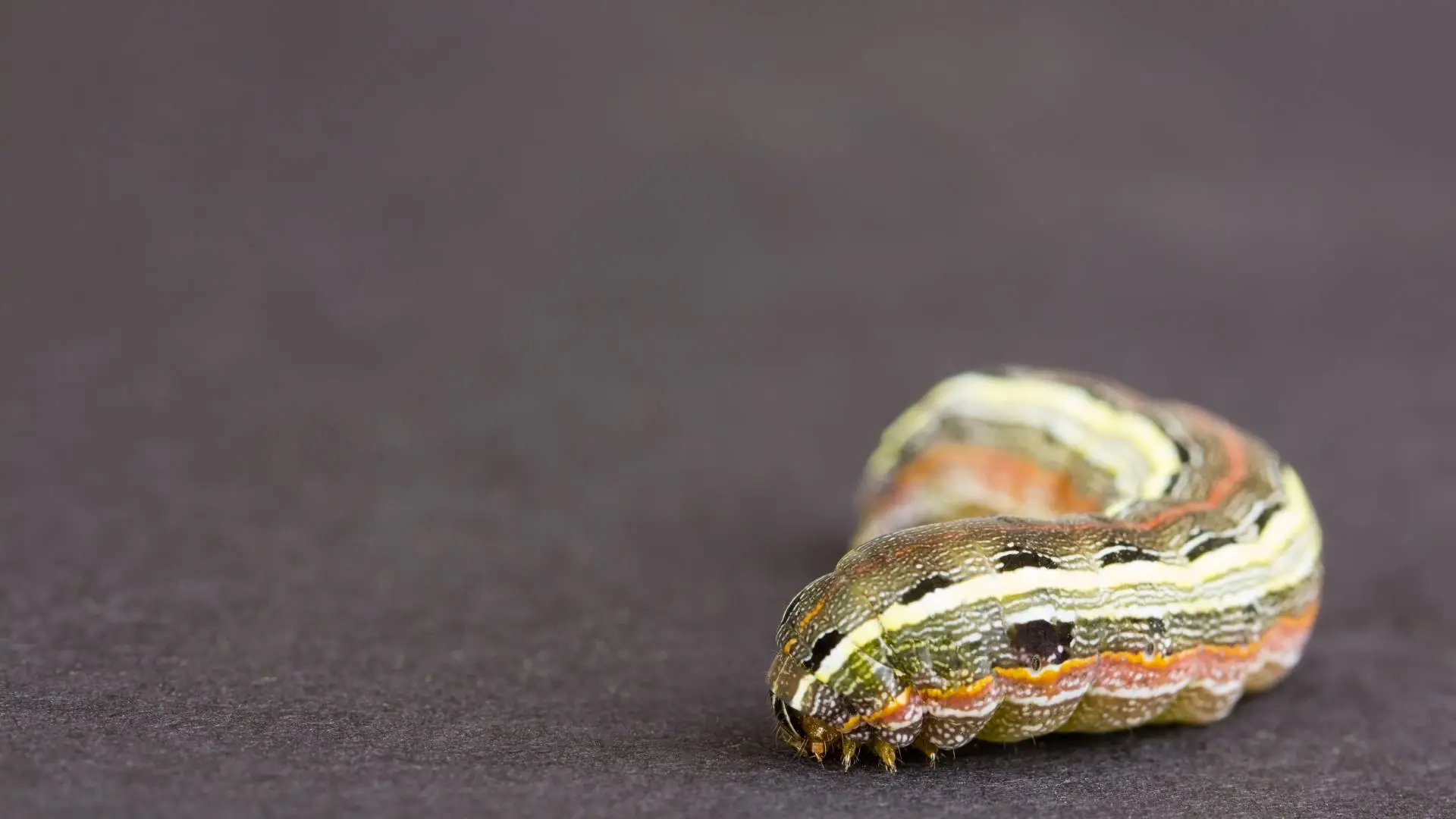 Army Worms In Your Turf? What You Can Do!