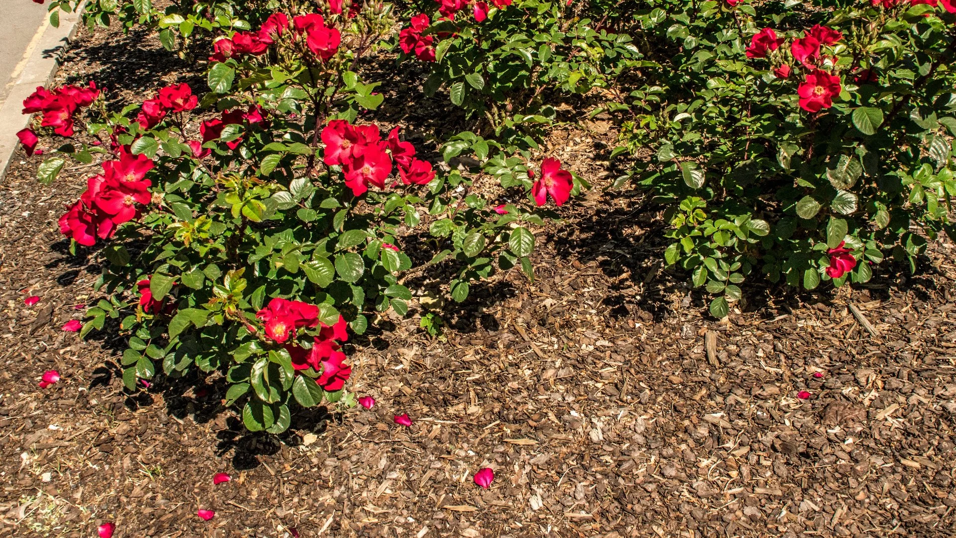 Adding New Mulch to Your Landscape? Popular Options to Consider