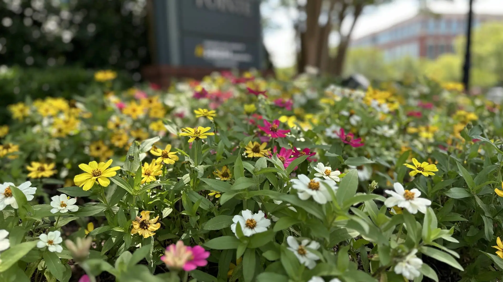 Planting Pansies and Violas