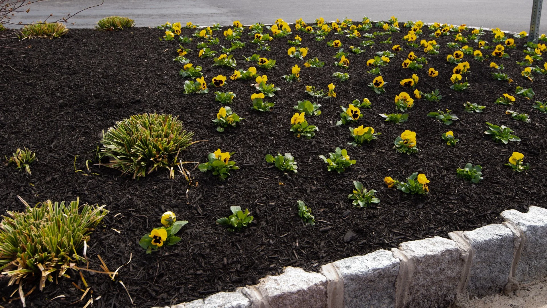 Comparing Landscape Ground Covers: Mulch vs Rock