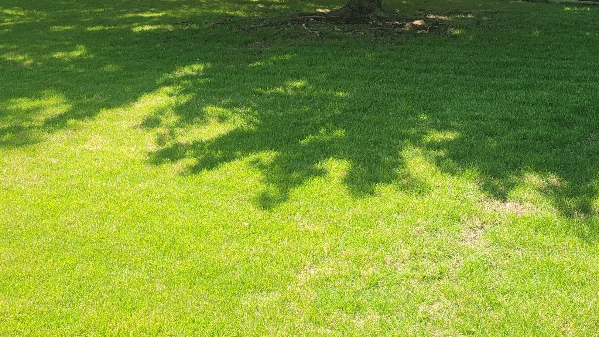 3 Mistakes You Need to Avoid When Mowing Your Lawn