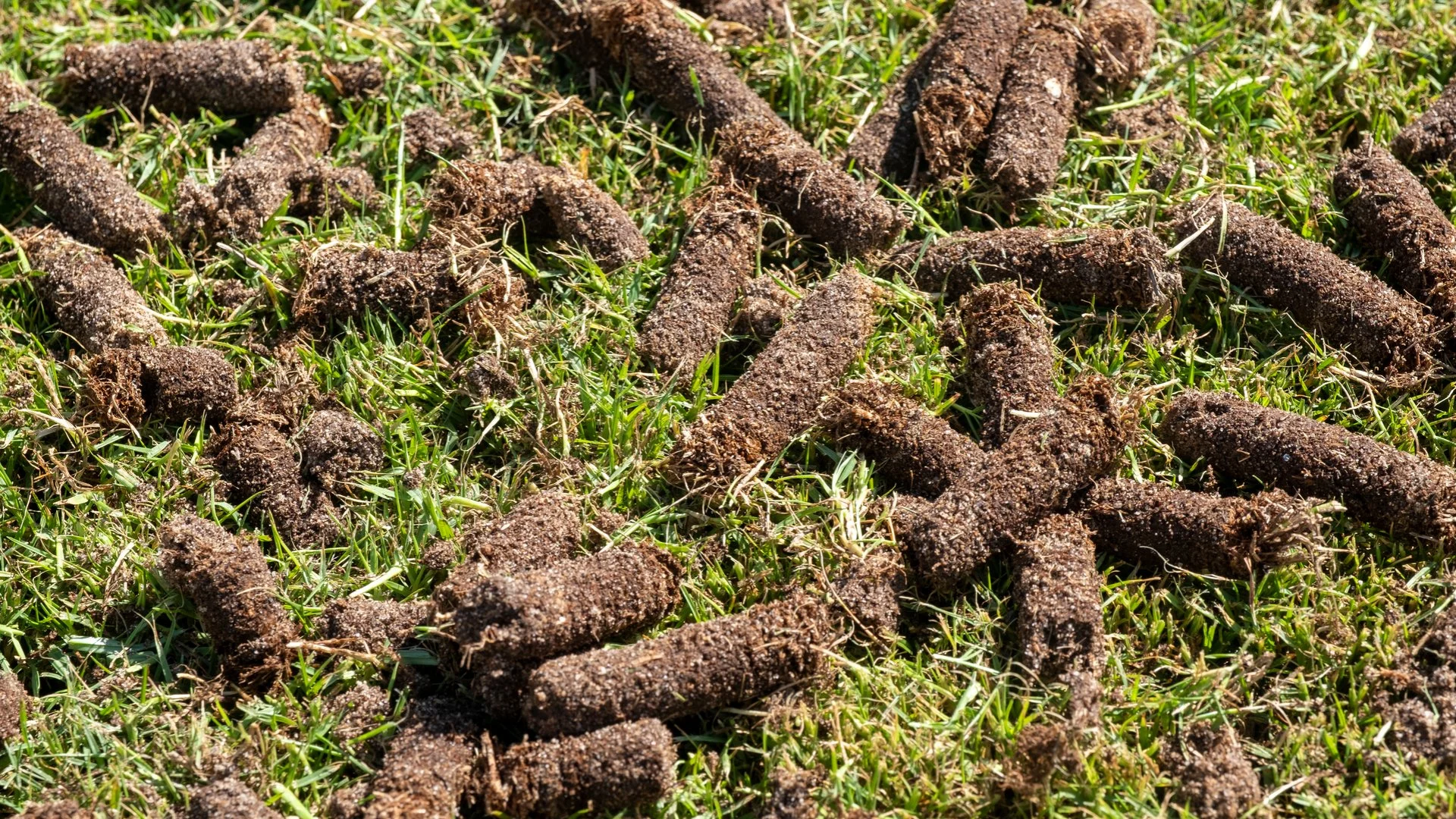 Are the Clumps of Soil Across Your Lawn After Aeration Normal?