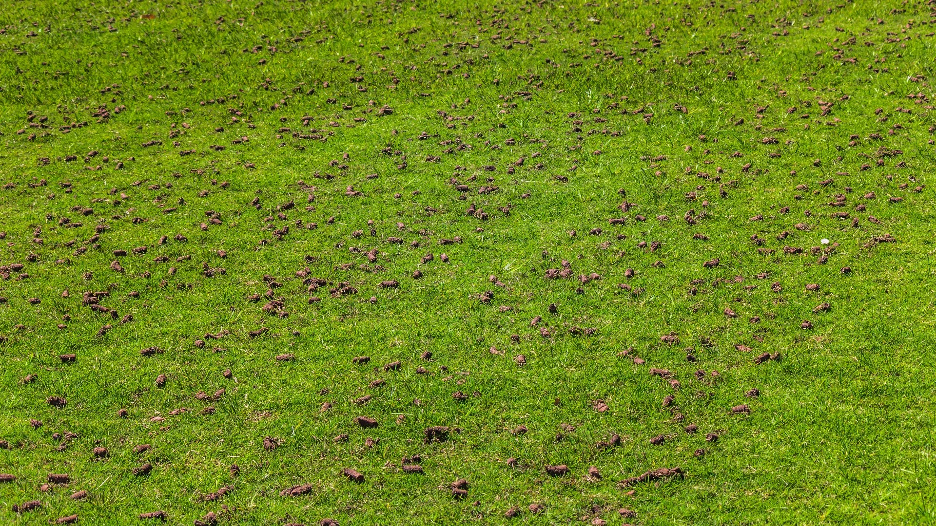 4 Steps You Should Take to Prepare Your Lawn for Core Aeration