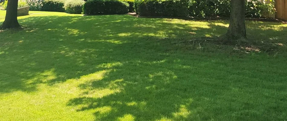 A green, mowed lawn in Tulsa, OK, in the shade.