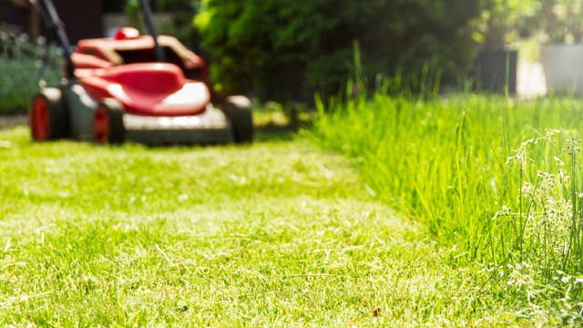 Lawn Maintenance Service