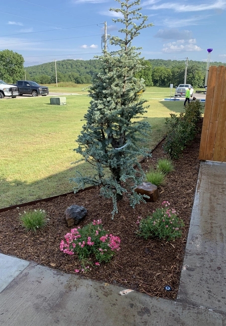 Landscape lighting technique used on tree in North Carolina.