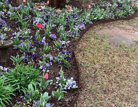 Shrub growing in landscape bed in North Carolina.
